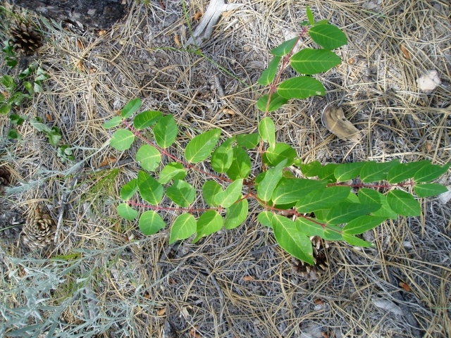 Apocynum androsaemifolium (Spreading Dogbane)