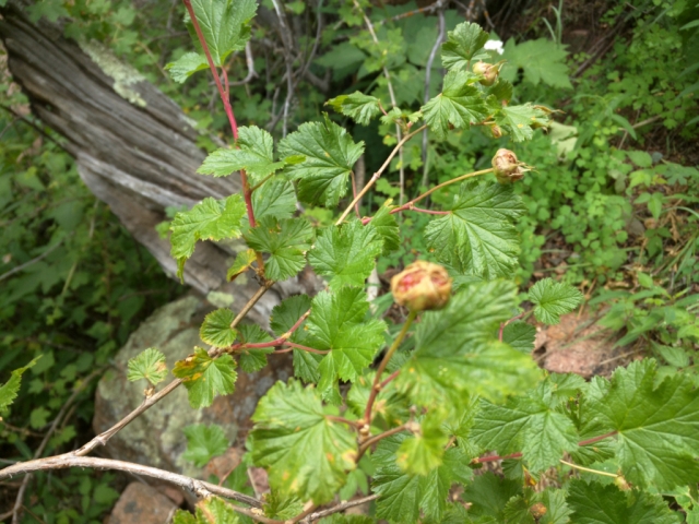 Rubus parviflorus (Thimbleberry)