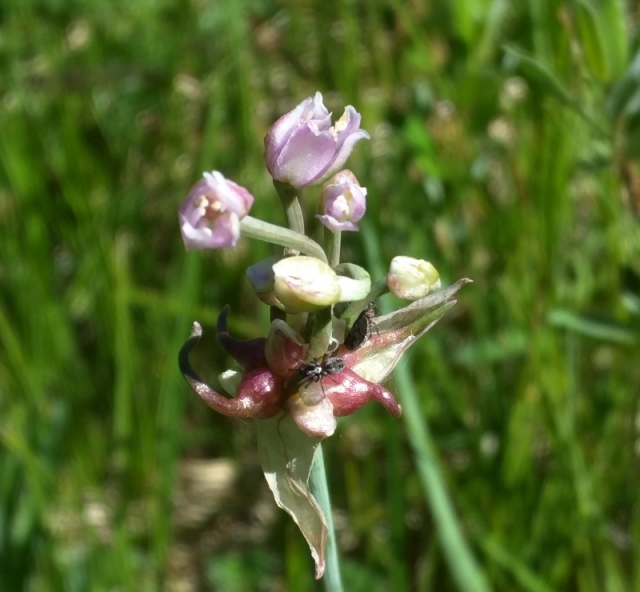 Allium vineale (Wild Garlic, Field Garlic)