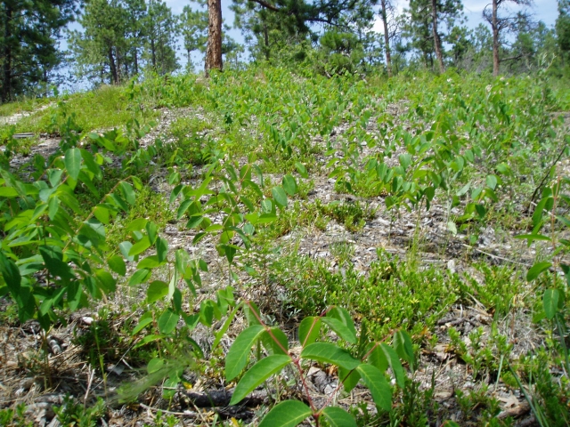 Apocynum androsaemifolium (Spreading Dogbane)