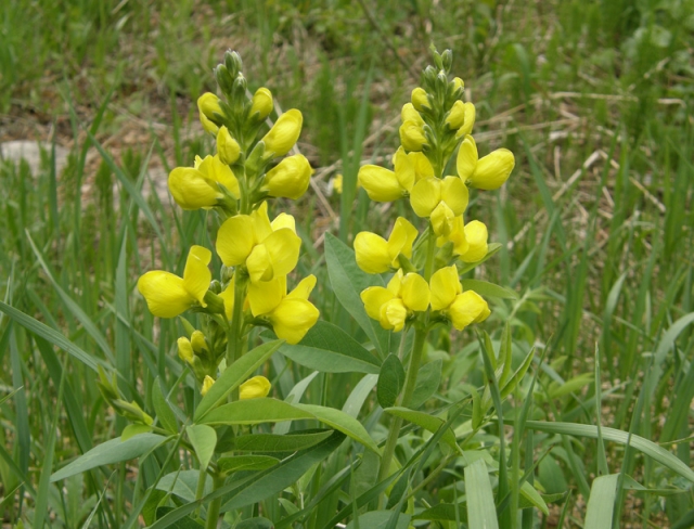 Thermopsis rhombifolia (Prarie Goldenbean)