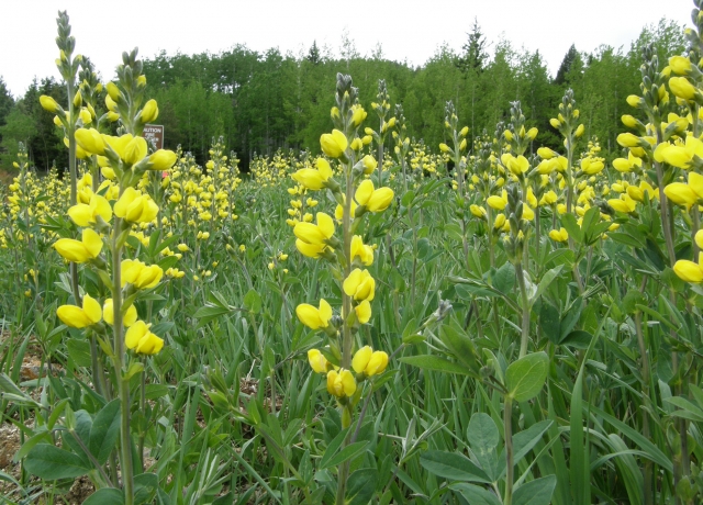 Thermopsis rhombifolia (Prarie Goldenbean)