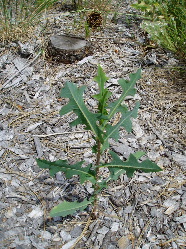 Lactuca serriola (Wild Lettuce, Prickly Lettuce)
