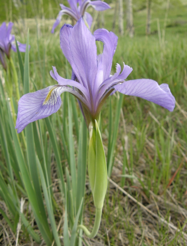 Iris missouriensis (Western Blue Flag)