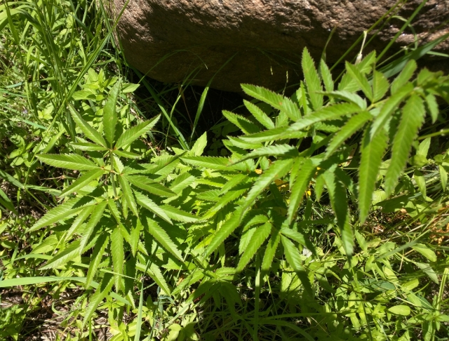 Cicuta douglasii (Water Hemlock)