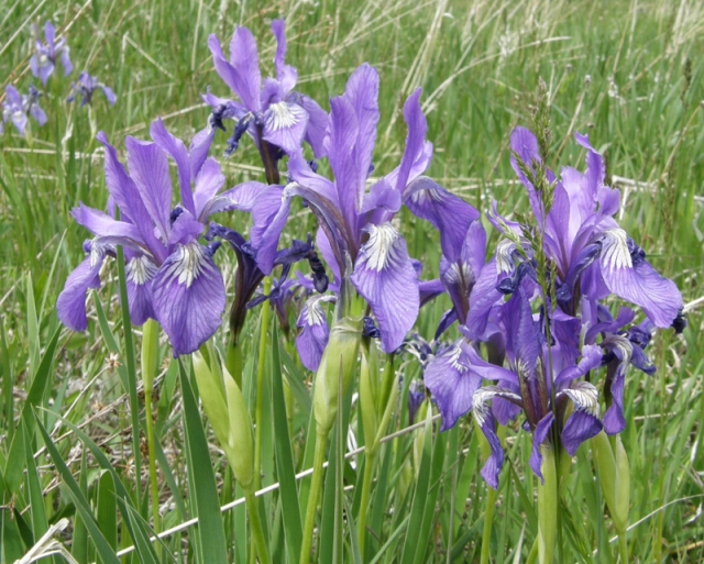 Iris missouriensis (Western Blue Flag)