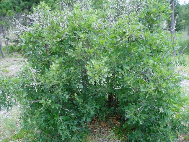 Quercus gambelii (Gambel's Oak, Rocky Mountain White Oak)