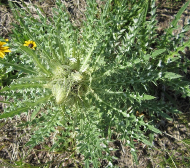 Cirsium hookerianum (Hookers Thistle, White Thistle)