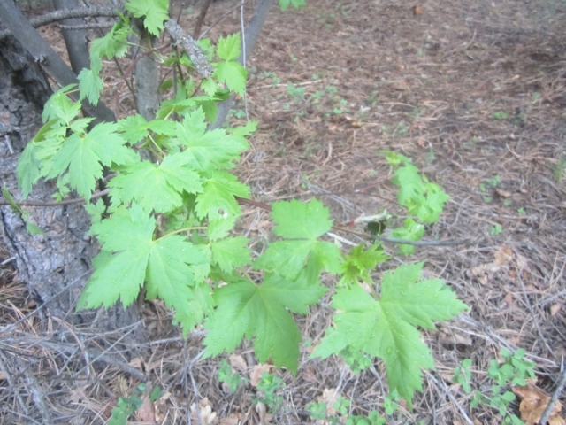 Acer glabrum (Rocky Mountain Maple)