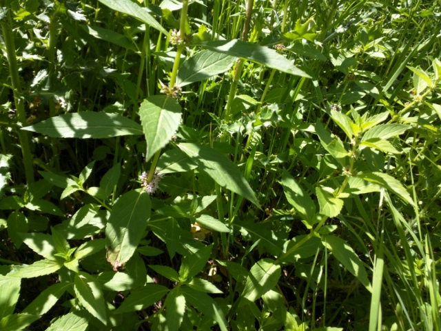 Mentha arvensis (Wild Mint, Field Mint)