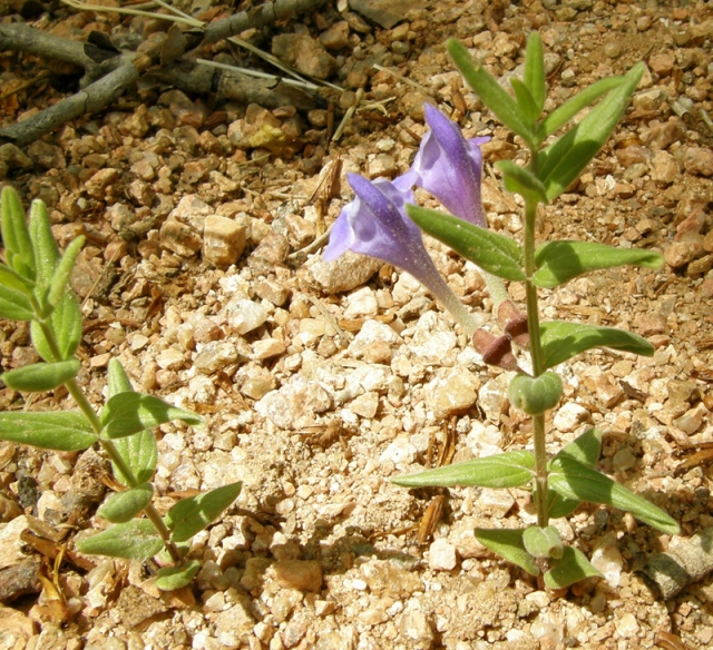 Scutellaria galericulata (Marsh skullcap, skullcap)