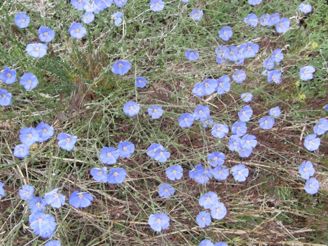 Linum lewisii (Western Blue Flax)