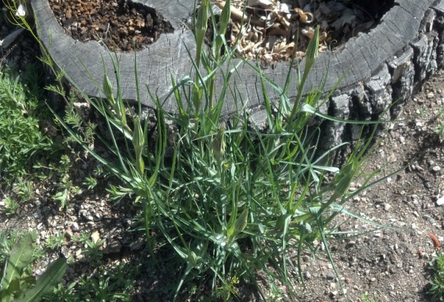 Tragopogon dubius (Yellow Salsify, Goat's Beard)