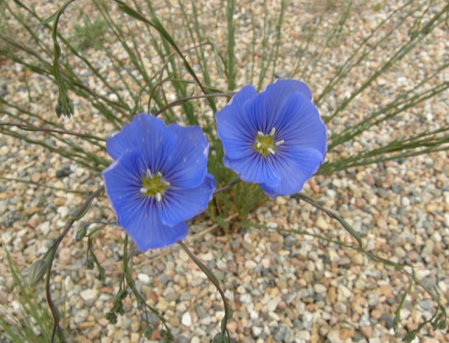 Linum lewisii (Western Blue Flax)