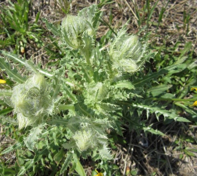 Cirsium hookerianum (Hookers Thistle, White Thistle)