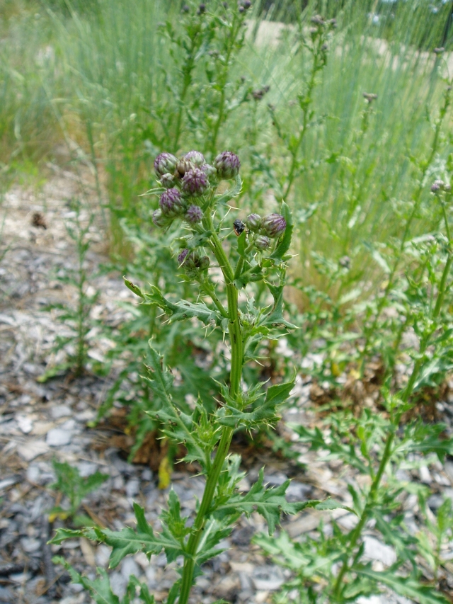 Cirsium arvense (Thistle, Creeping thistle, Canada thistle)