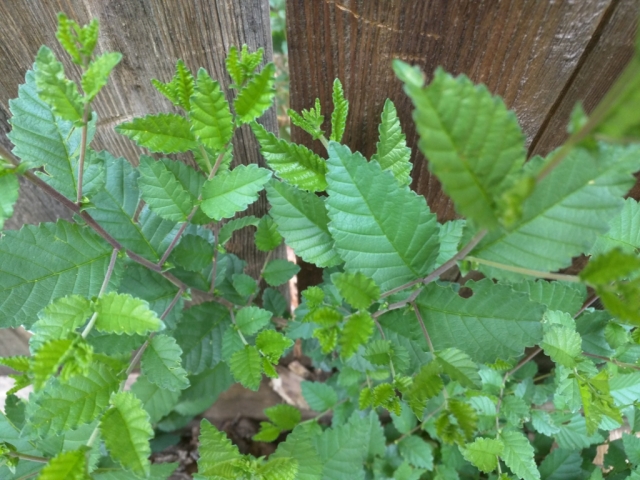 Ulmus pumila (Siberian Elm)