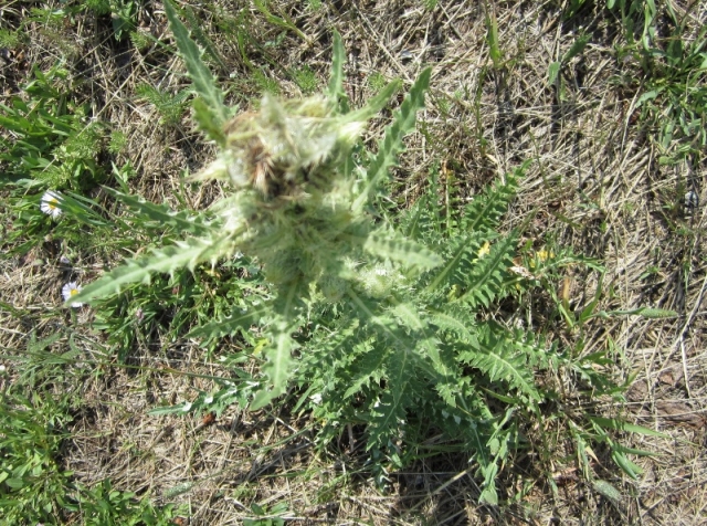 Cirsium hookerianum (Hookers Thistle, White Thistle)