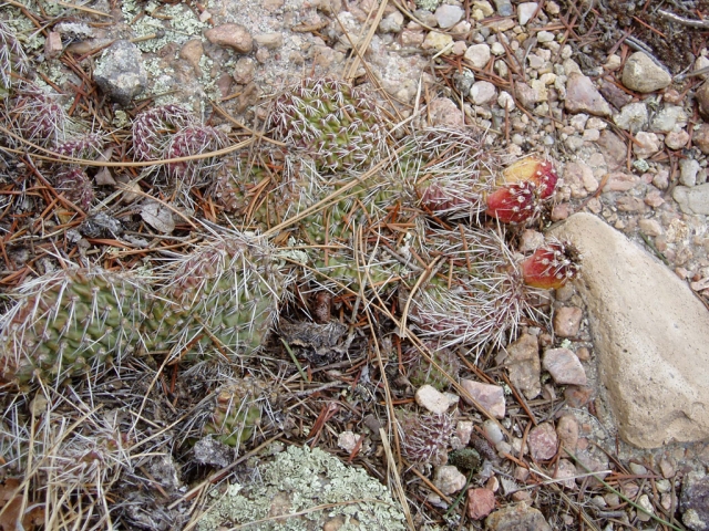 Opuntia polyacantha (Plains Prickly Pear, Tuna)