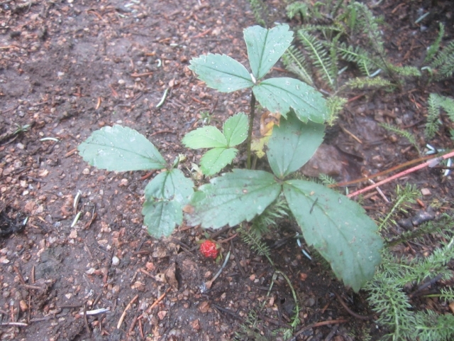 Fragaria virginiana (Wild Strawberry)