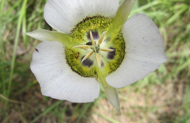 Calochortus gunnisonii (Mariposa Lily, Sego Lily)