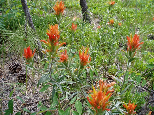 Castilleja sp. (Indian Paintbrush, Paintbrush)