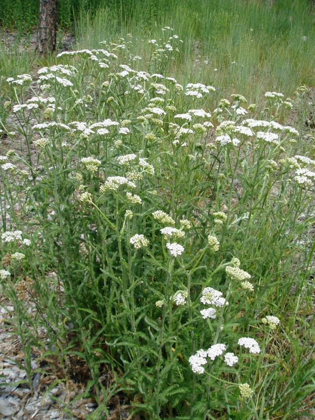 Achillea millefolium (Yarrow)