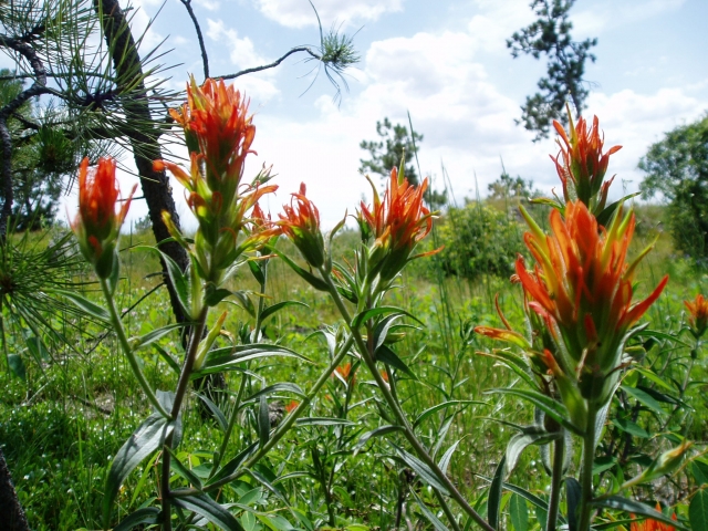 Castilleja sp. (Indian Paintbrush, Paintbrush)