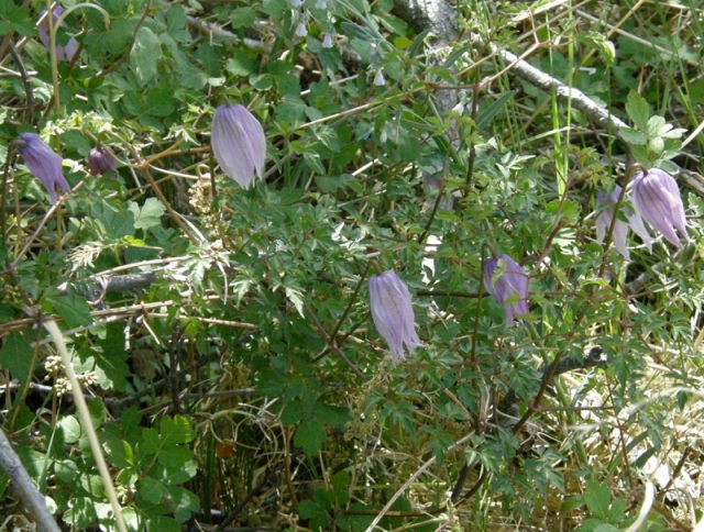 Clematis occidentalis (Blue Clematis)