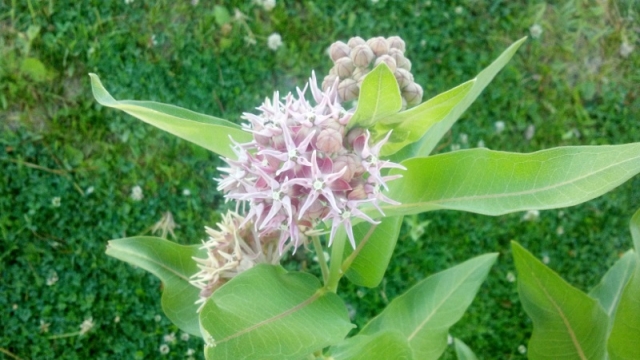 Asclepias speciosa (Showy Milkweed)