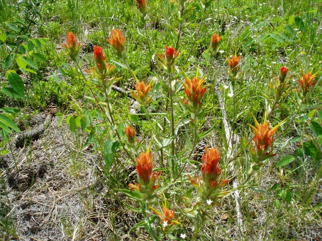 Castilleja sp. (Indian Paintbrush, Paintbrush)