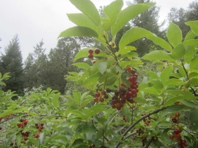 Prunus pensylvanica (Pin Cherry)