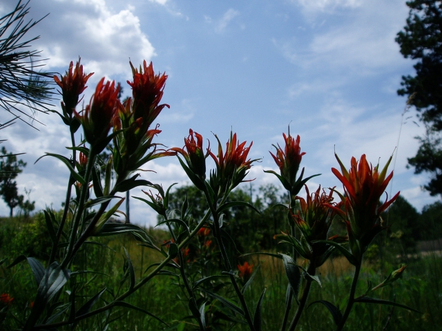 Castilleja sp. (Indian Paintbrush, Paintbrush)