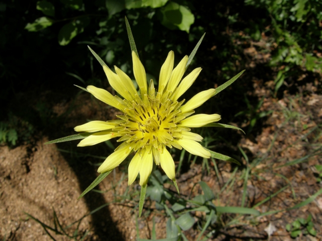 Tragopogon dubius (Yellow Salsify, Goat's Beard)