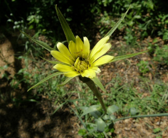 Tragopogon dubius (Yellow Salsify, Goat's Beard)