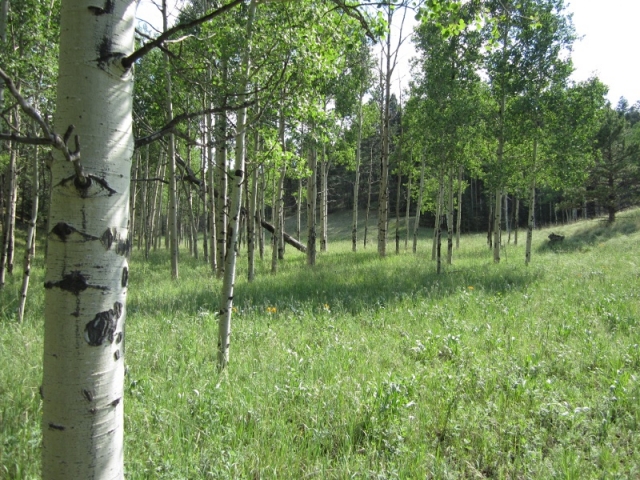 Populus tremuloides (Quaking Aspen)