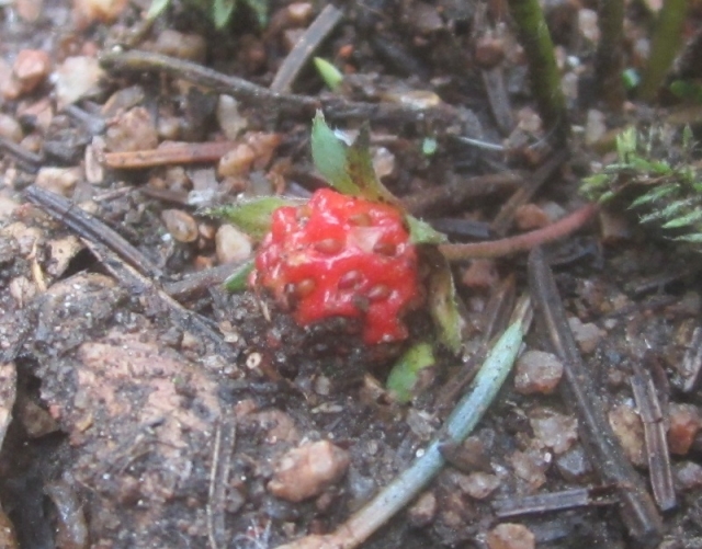 Fragaria virginiana (Wild Strawberry)