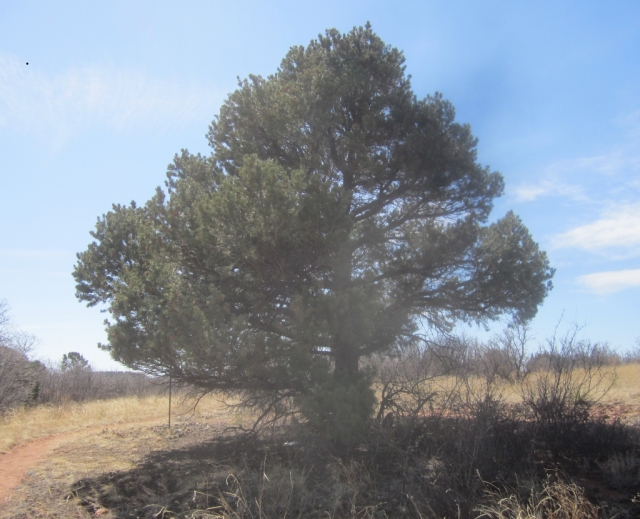 Pinus edulis (Pinyon Pine)