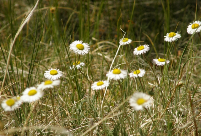 Erigeron sp. (Daisy, Spreading Daisy)