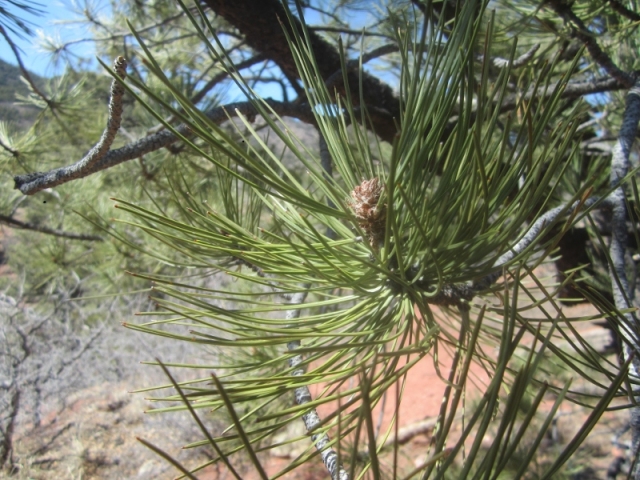 Pinus ponderosa (Ponderosa Pine)