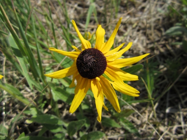 Rudbeckia hirta (Black-eyed Susan)