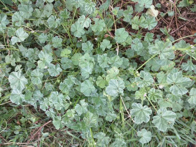 Malva neglecta (Common Mallow,  Buttonweed, Cheeseplant, Cheeseweed)