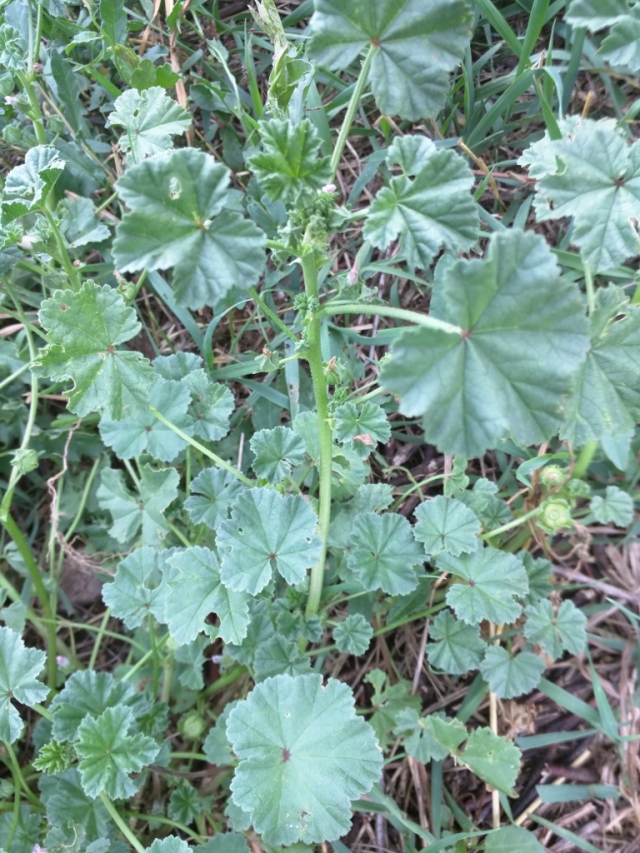 Malva neglecta (Common Mallow,  Buttonweed, Cheeseplant, Cheeseweed)