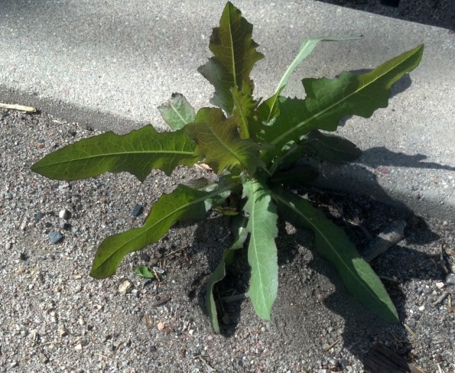 Lactuca serriola (Wild Lettuce, Prickly Lettuce)