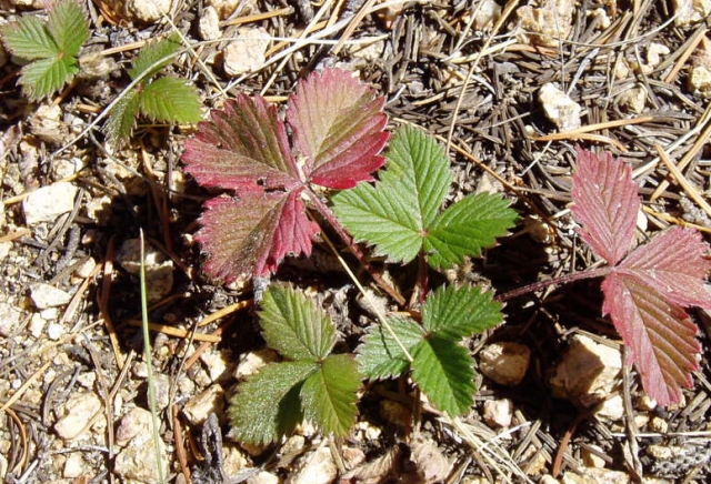 Fragaria vesca (Wood Strawberry)