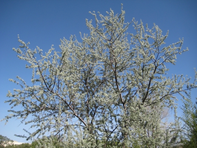 Elaeagnus angustifolia (Russian Olive)