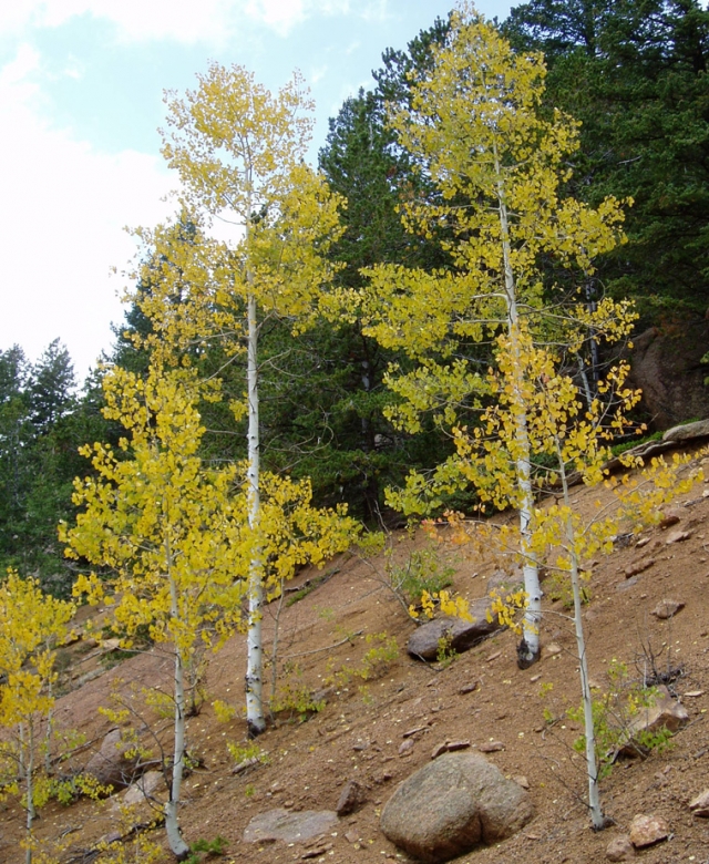 Populus tremuloides (Quaking Aspen)