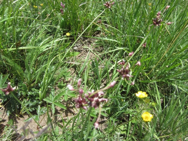 Allium vineale (Wild Garlic, Field Garlic)