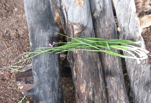 Allium vineale (Wild Garlic, Field Garlic)