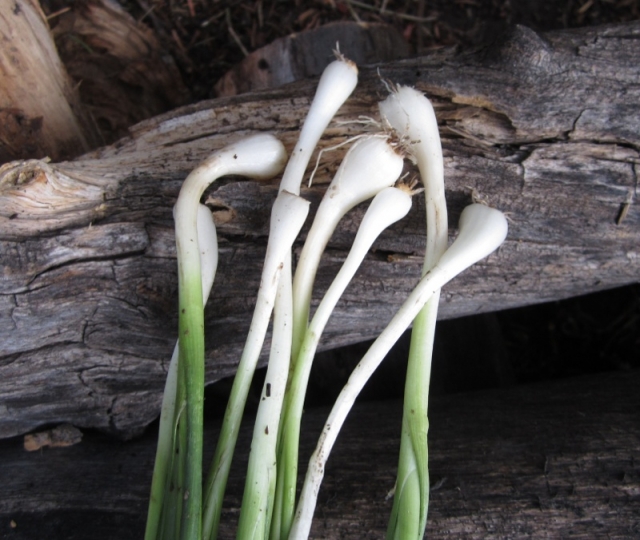 Allium vineale (Wild Garlic, Field Garlic)